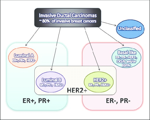 Figure 1. Definition of breast cancer subtypes based on immunological markers HER2, ER (Estrogen Receptor), and PR (Progesterone Receptor)
